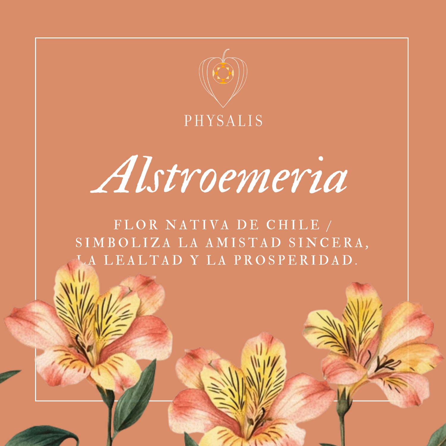 Medallita Alstroemeria