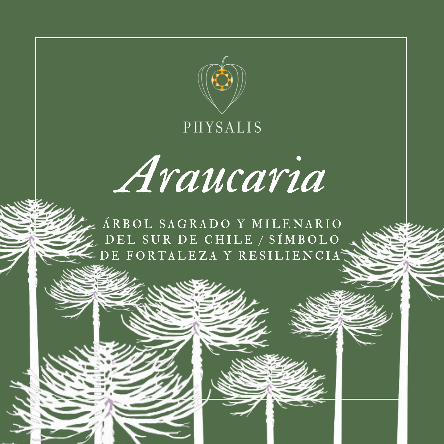 Medallita Araucaria