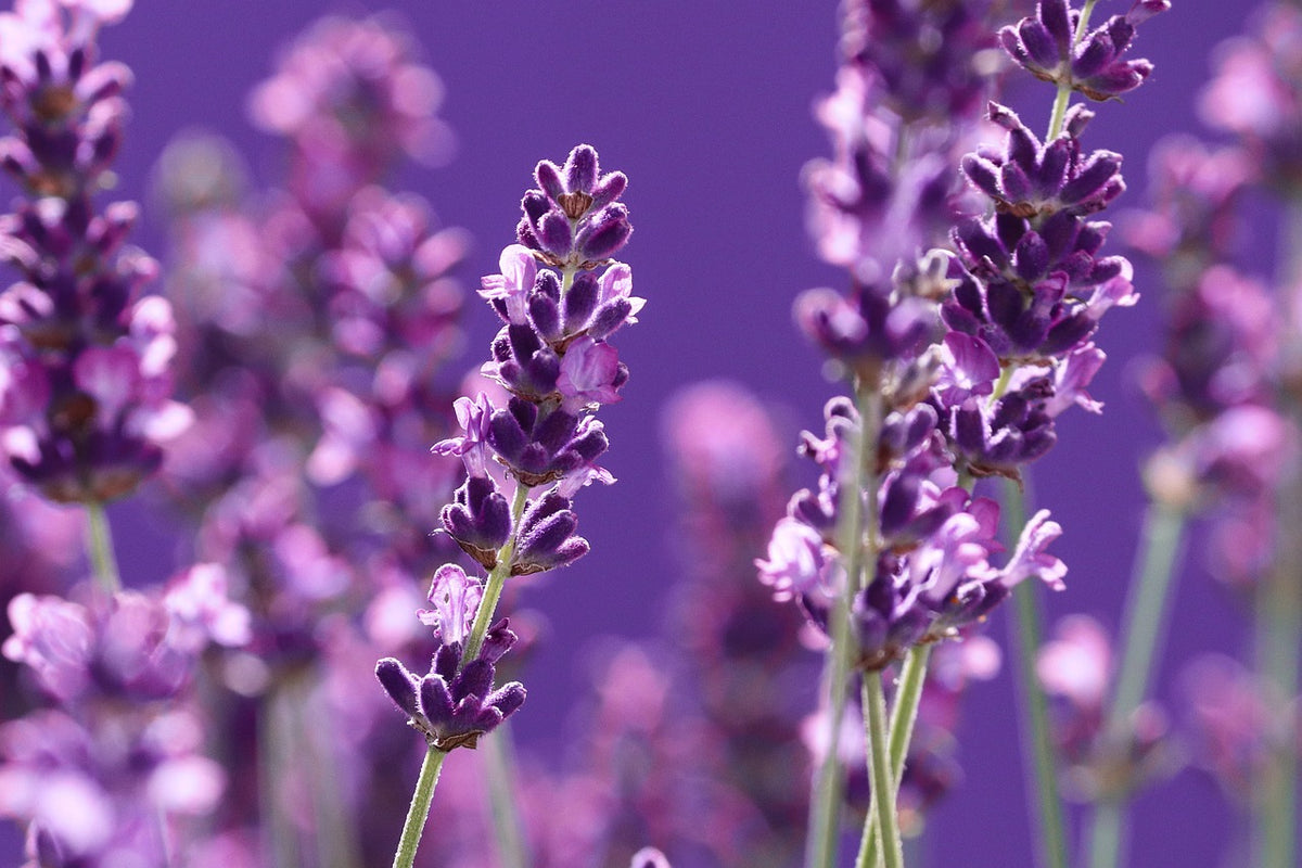 LAVANDA