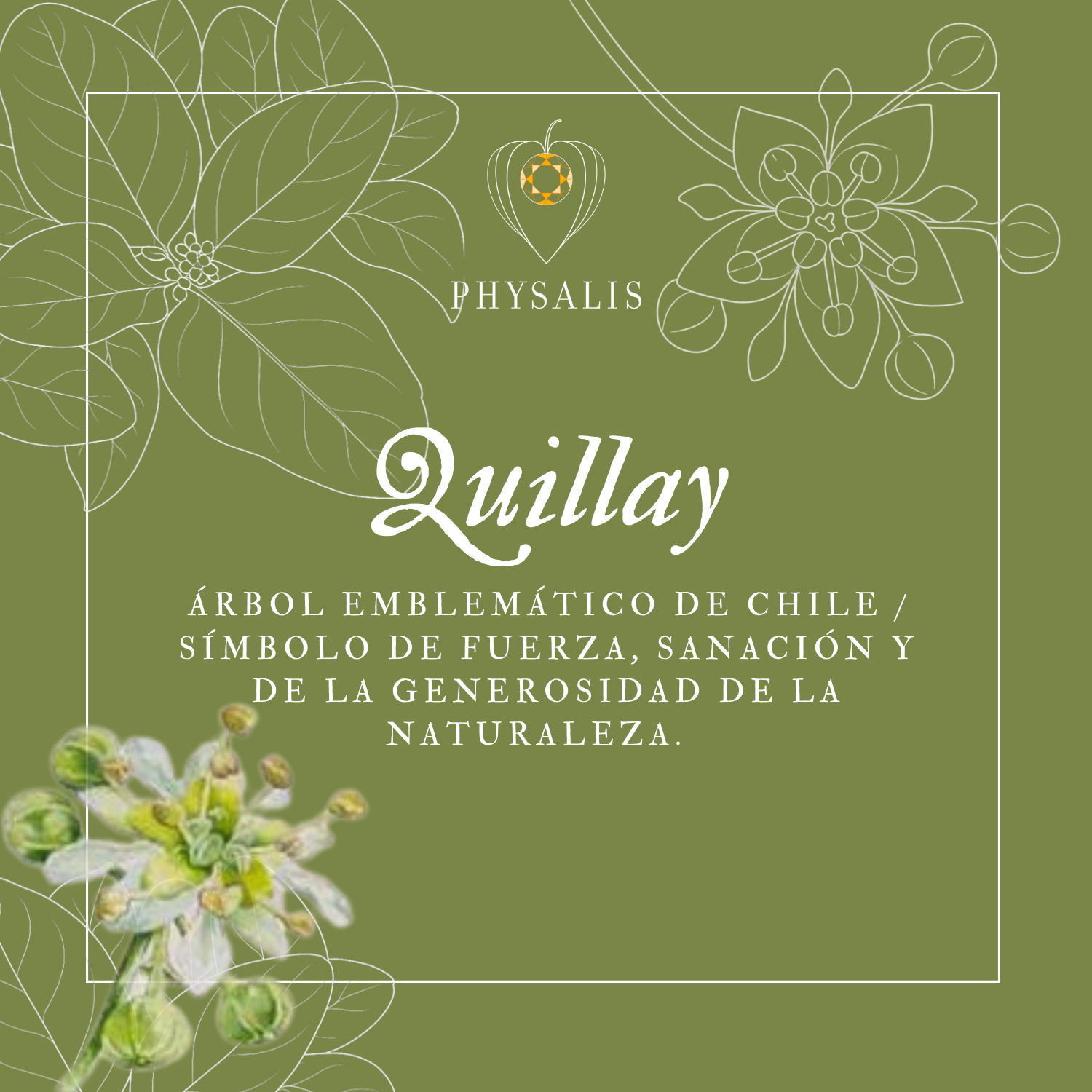 Medallita Quillay